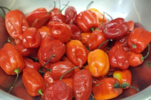Habaneros... :)