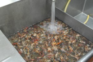 Cold water bath with kosher salt to purge and clean.  You want to run at least 3 baths.