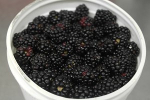 Joe brought me fresh blackberries from his farm.