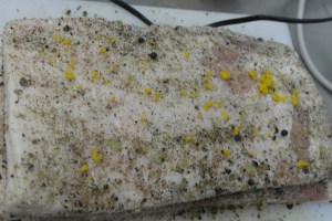 Zest of orange on fat cap.