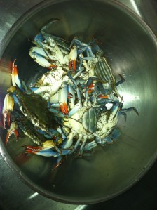 Live Blue Crab.